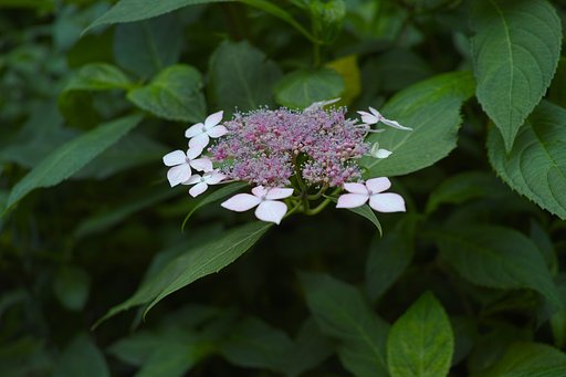 【広がり】ガクアジサイの花