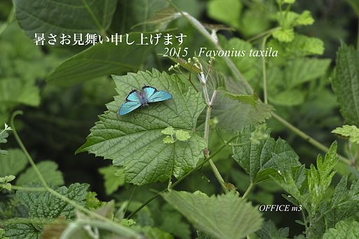 暑さ見舞い