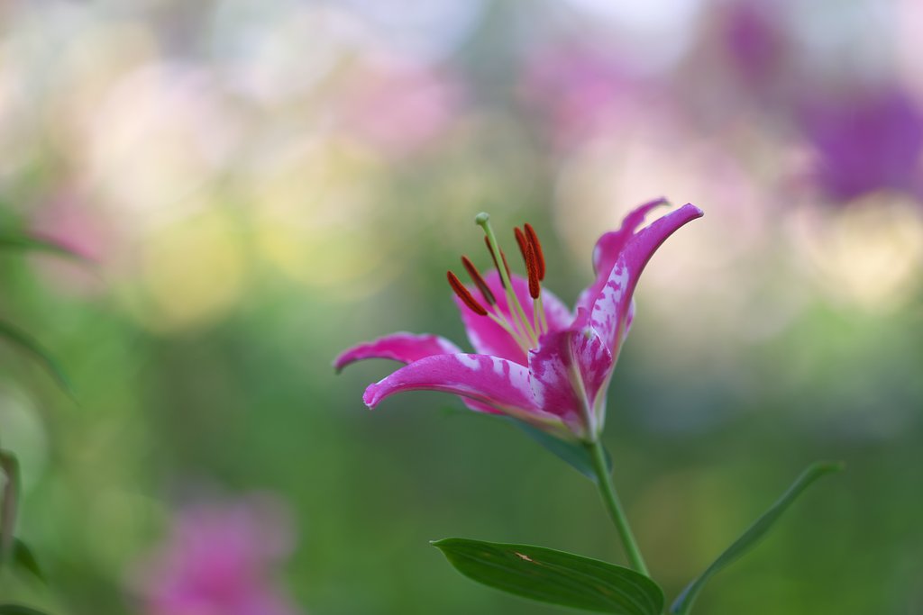 Sonnar 135mm F1.8 ZA