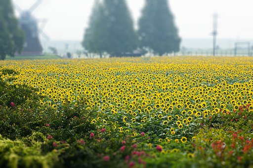 ひまわり