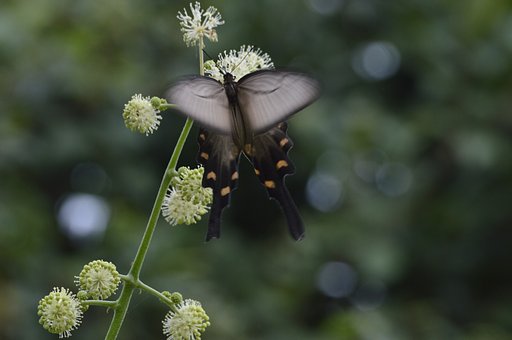 吸蜜は、こんな花。