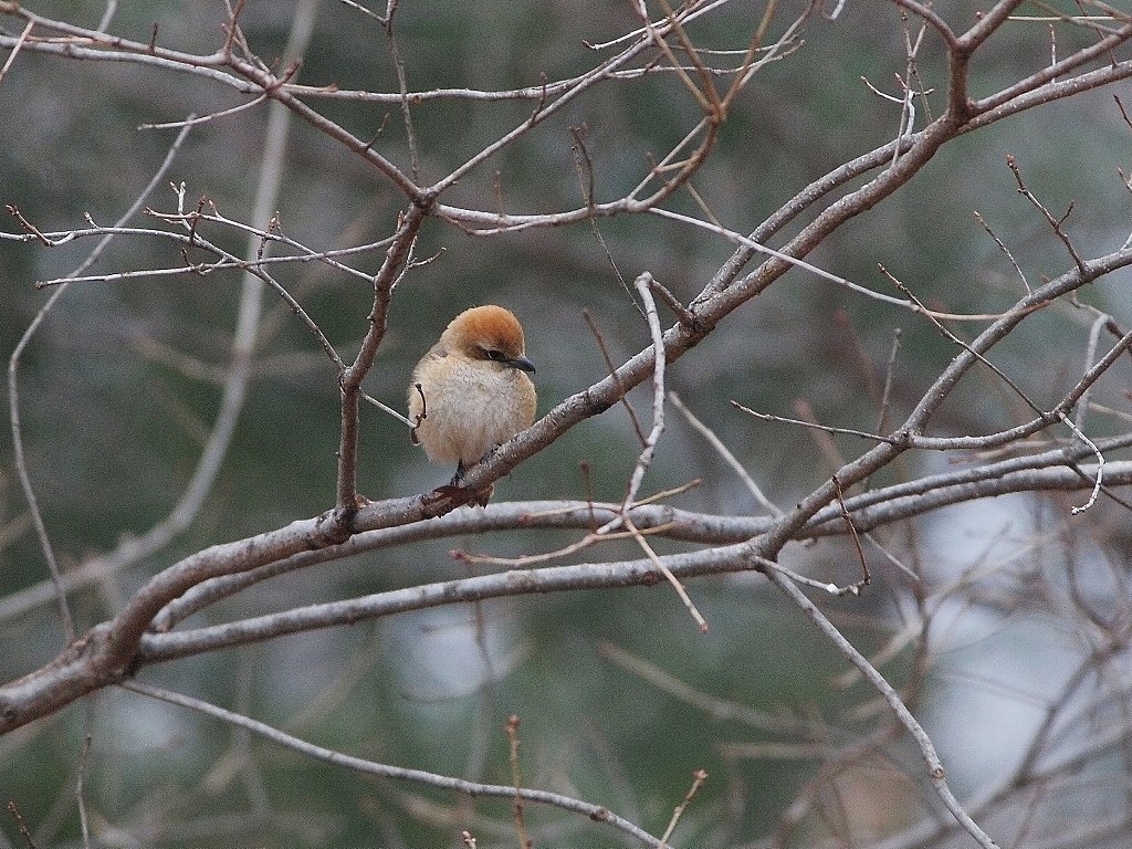 静かなる森