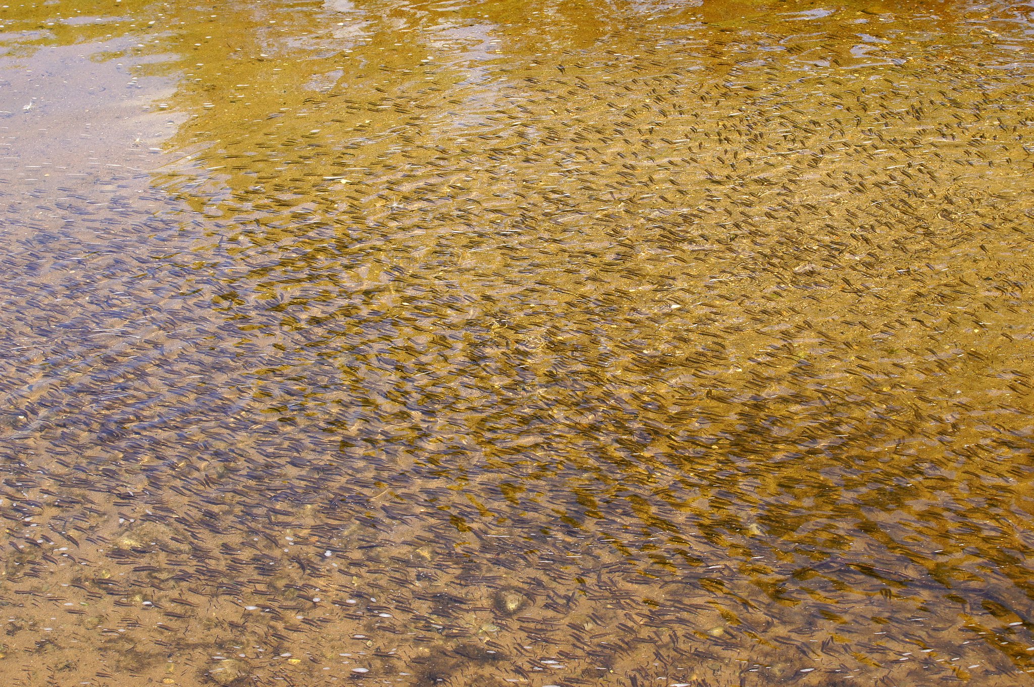 魚多すぎ