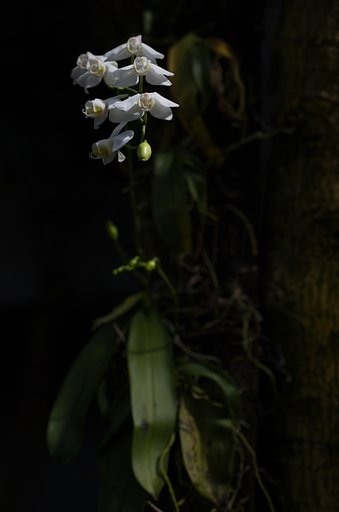 SIGMA MACRO 70mm F2.8