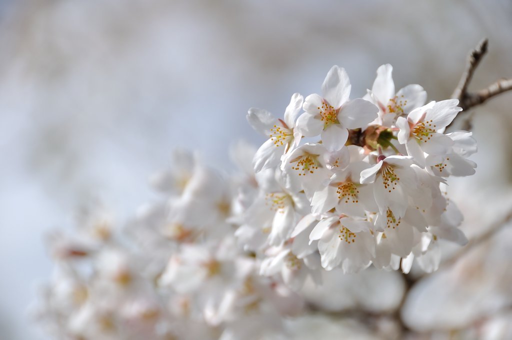 ガッツリ桜