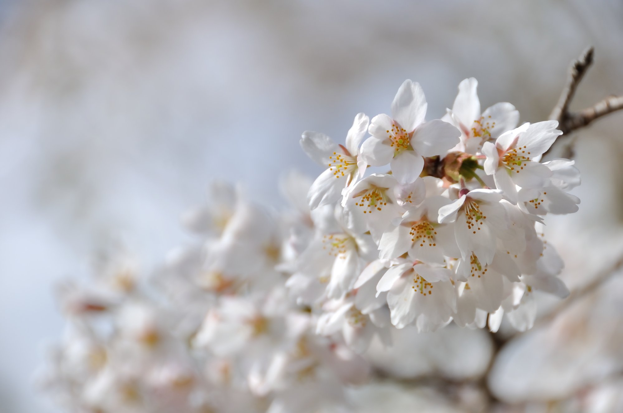 ガッツリ桜