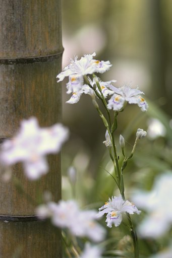 α100mm F2.8マクロ