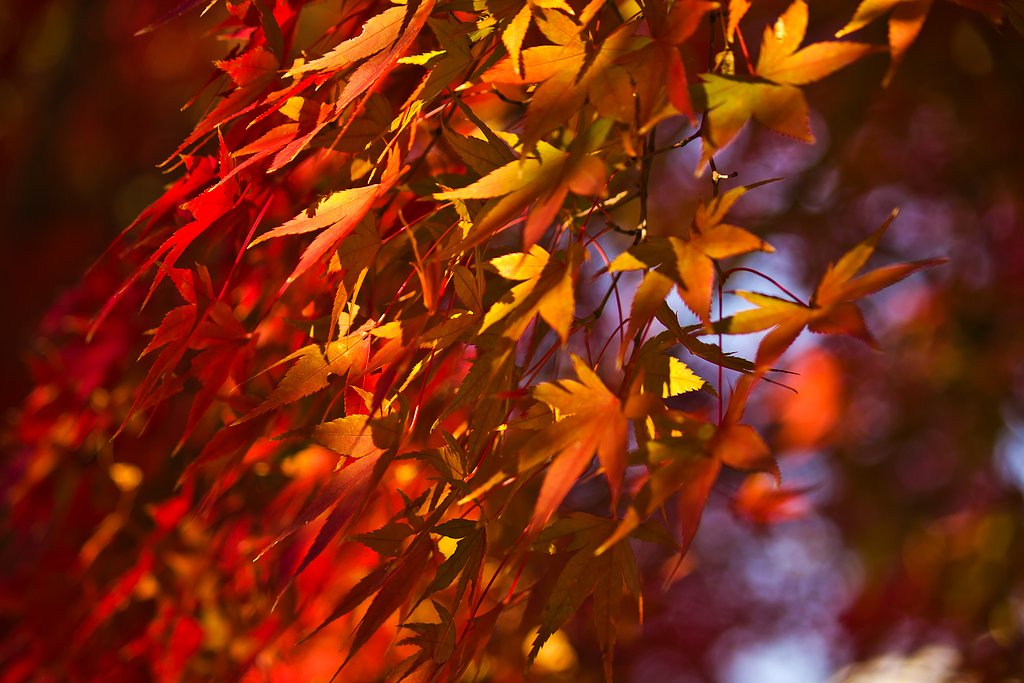 【影遊び】 楓の紅影