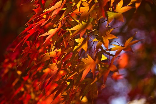 【影遊び】 楓の紅影
