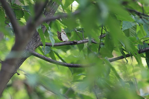 木陰にオオムラサキ♀