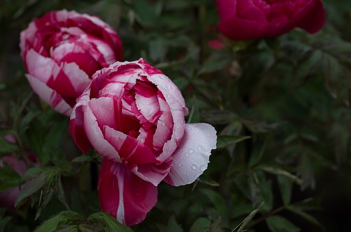 SIGMA MACRO 70mm F2.8 