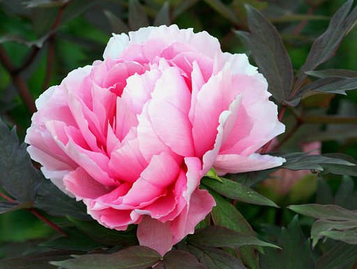 ピンクの芍薬