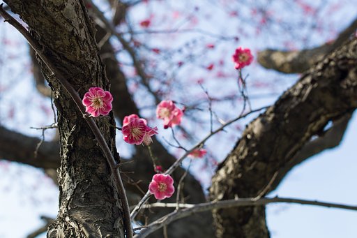 SUMMILUX-M 1.4/50 ASPH