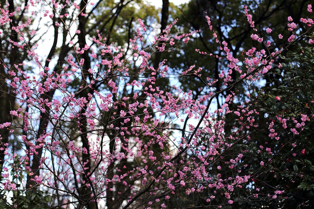 古レンズ・紅梅を写す