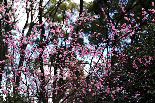 古レンズ・紅梅を写す