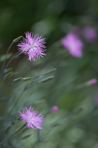 EF180mm F3.5 L MACRO