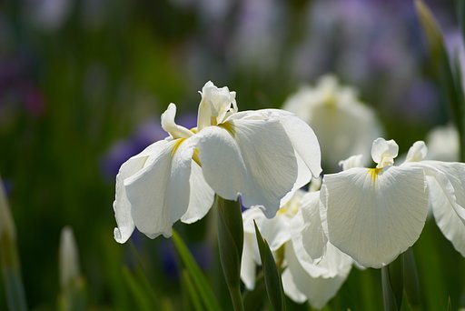 SFT 135mm 1:2.8[T4.5]