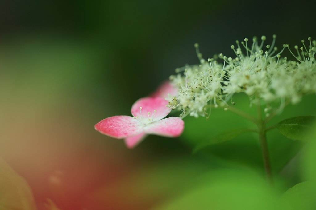 写真の日に1枚