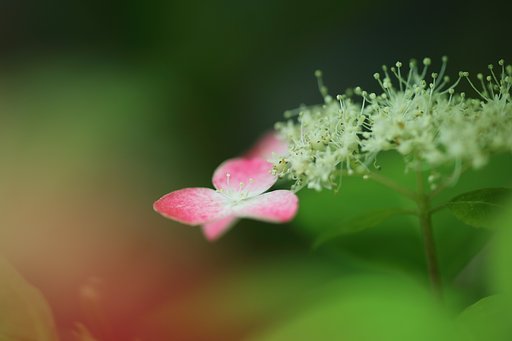 写真の日に1枚