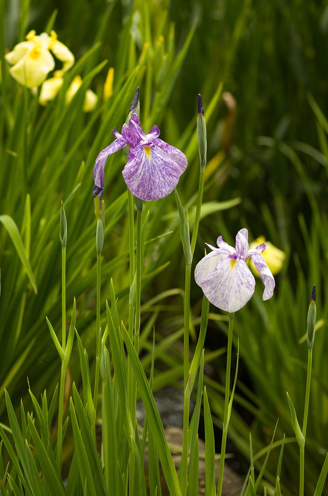SIGMA MACRO 70mm F2.8 