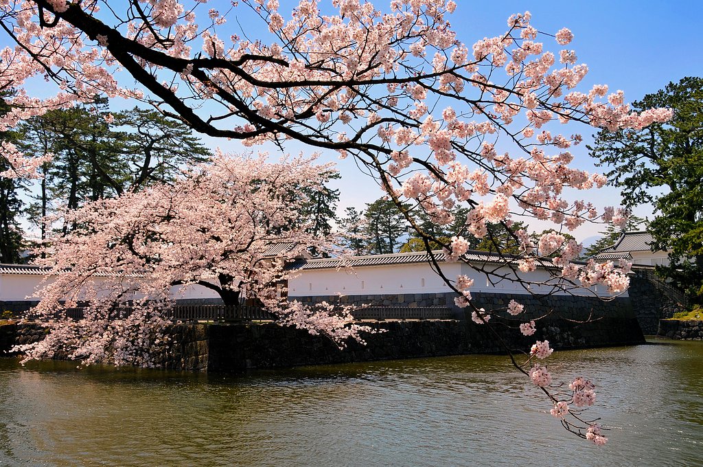 堀の桜