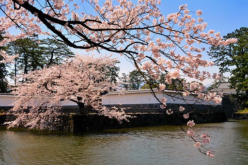 堀の桜