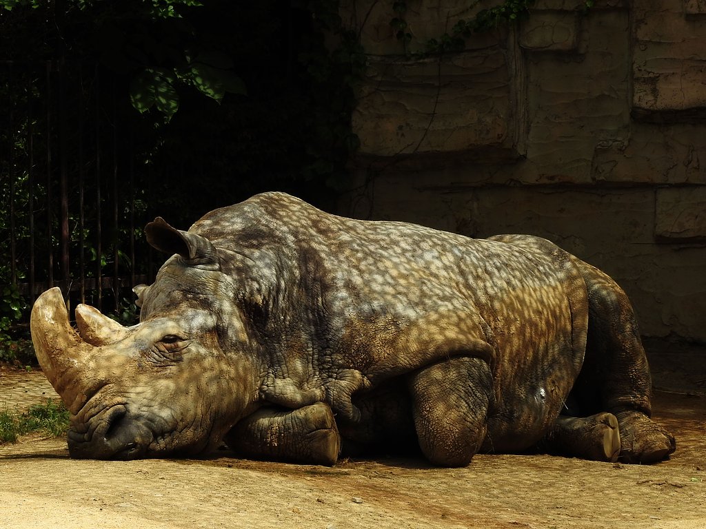 珍獣　まだらサイ
