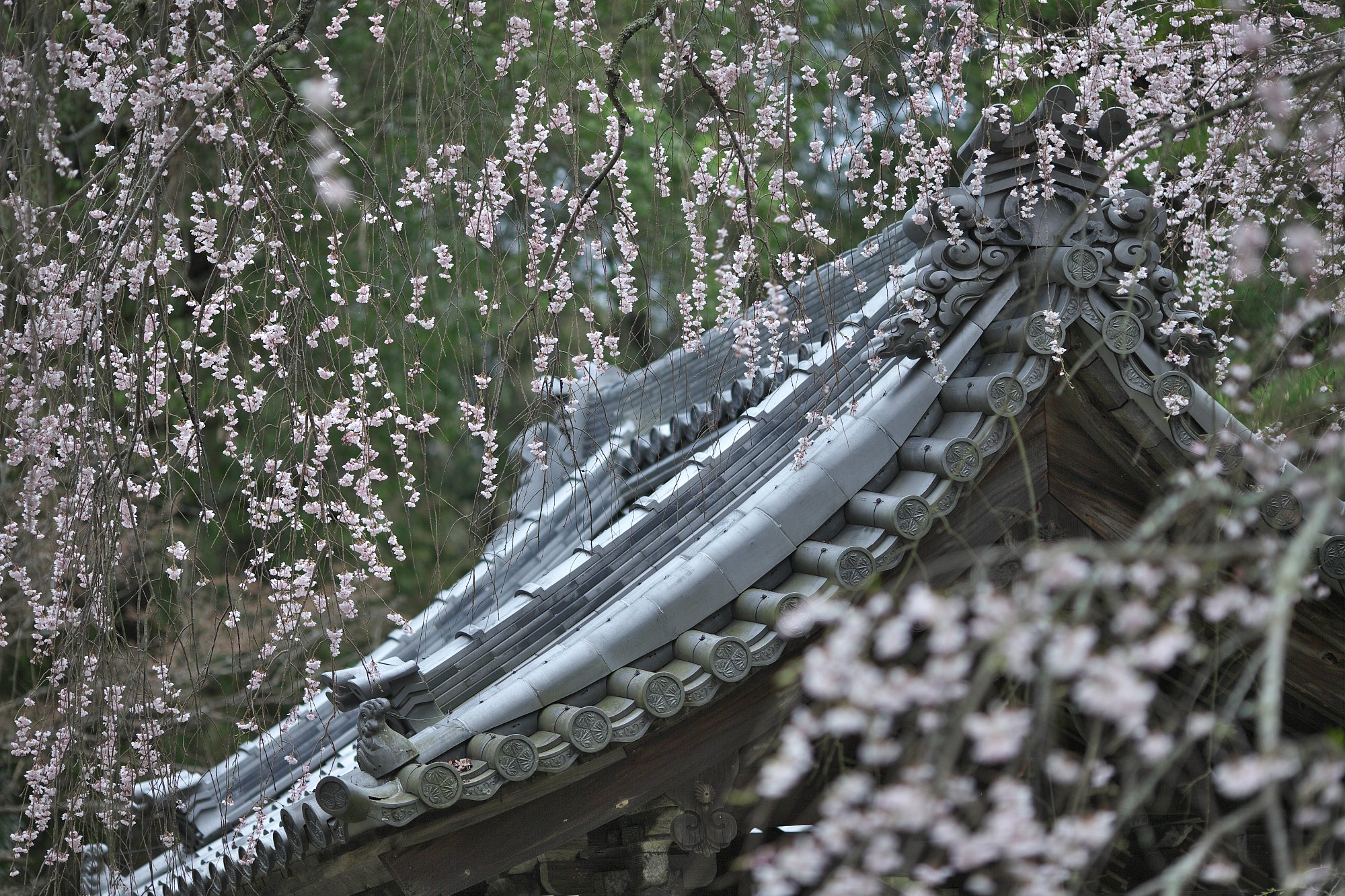 松平郷の枝垂れ桜