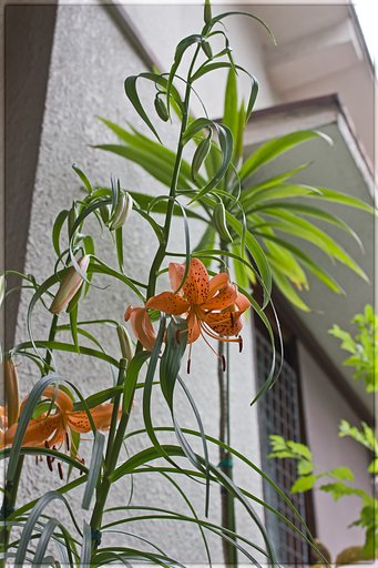 先駆けのユリネ咲いて