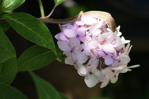 紫陽花にこんなのが