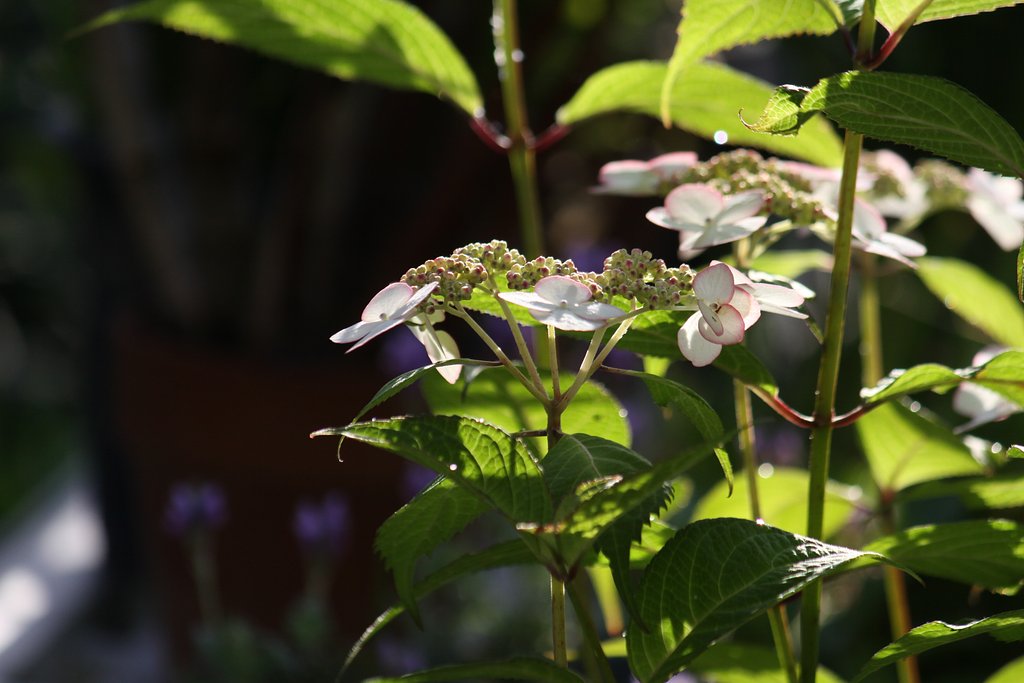 朝一の紫陽花