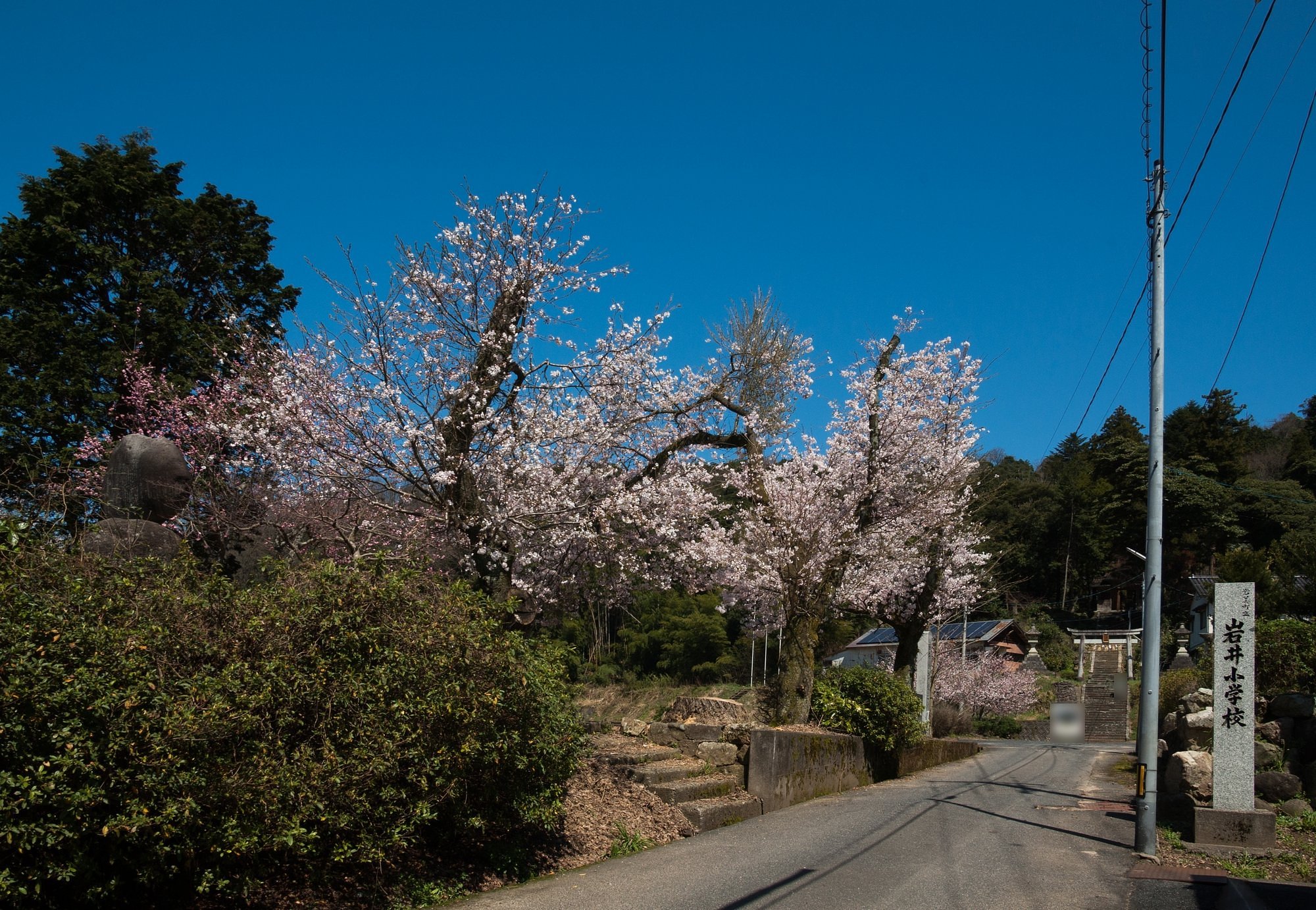 小学校あとの桜。