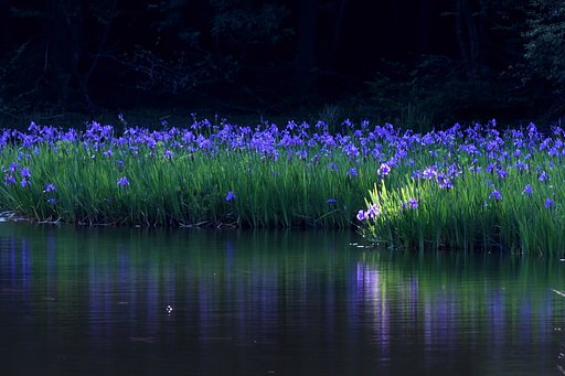 朝のカキツバタ　Ⅱ