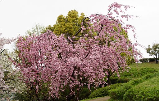 桜