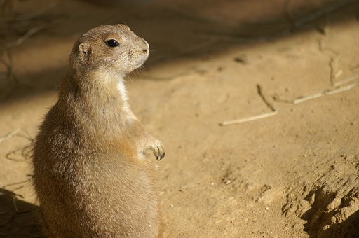 ＧＷ２・福井の動物園