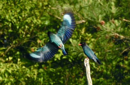 ブッポウソウ