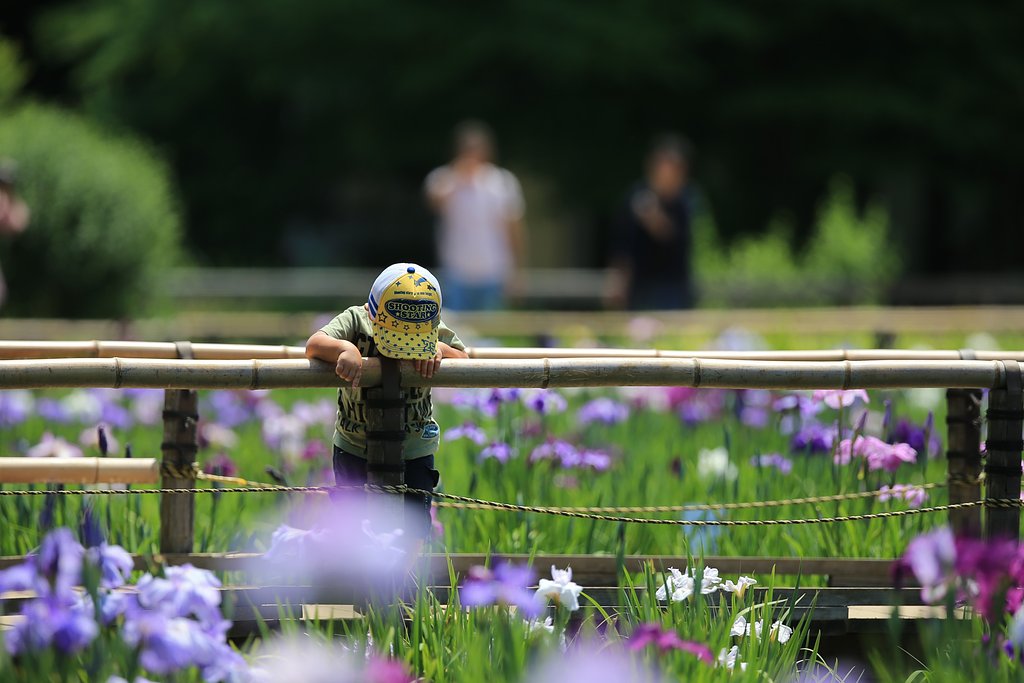 わが町の菖蒲まつり（その２）　咲いてるよ、ここ