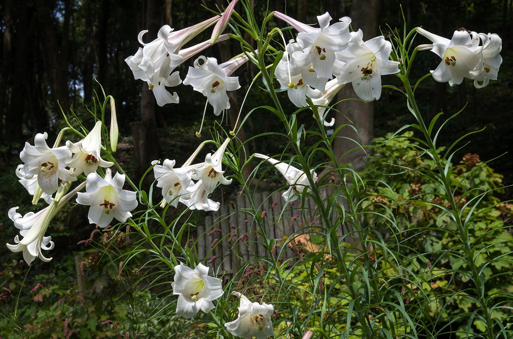 鉄砲百合
