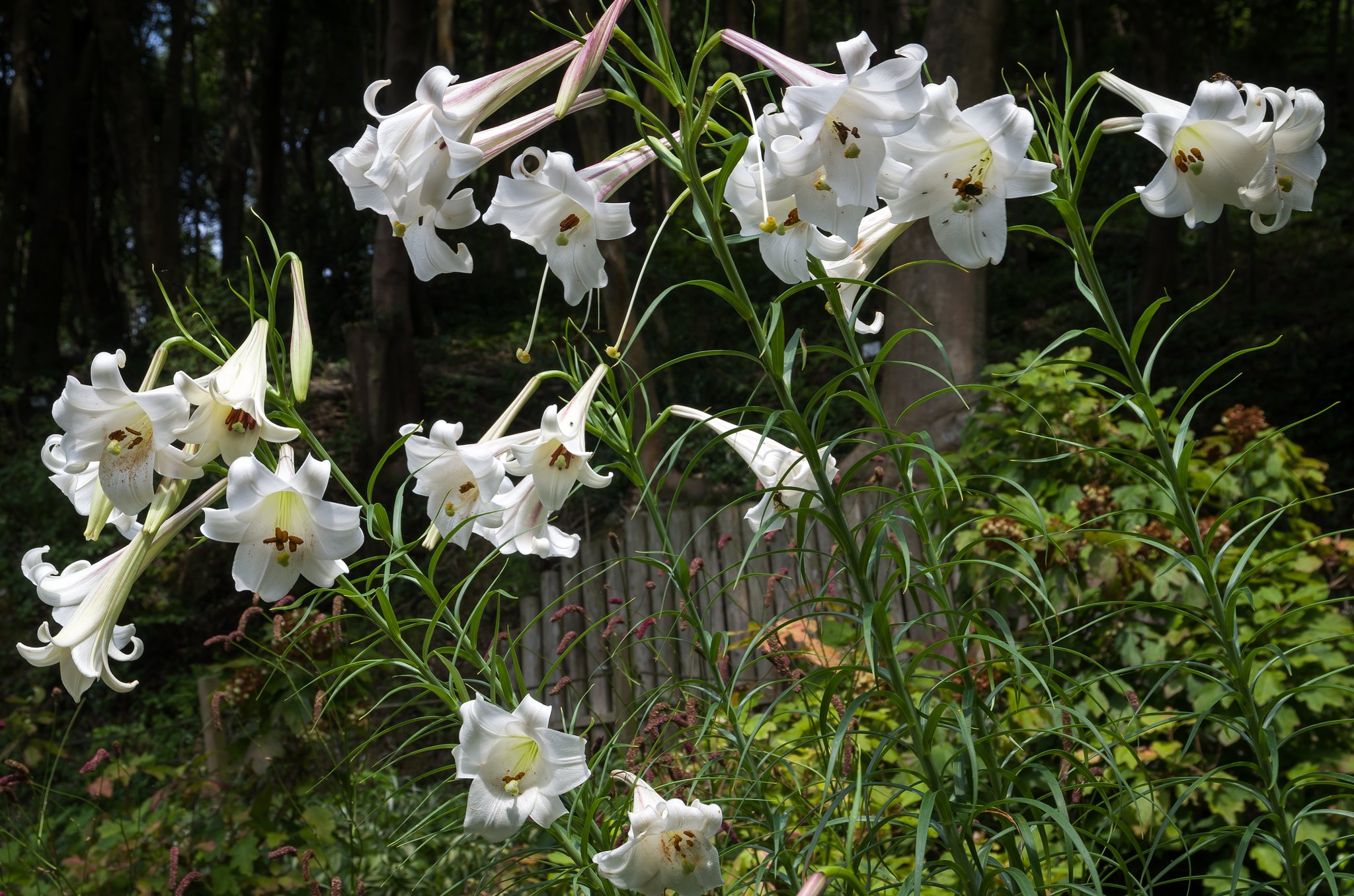 鉄砲百合