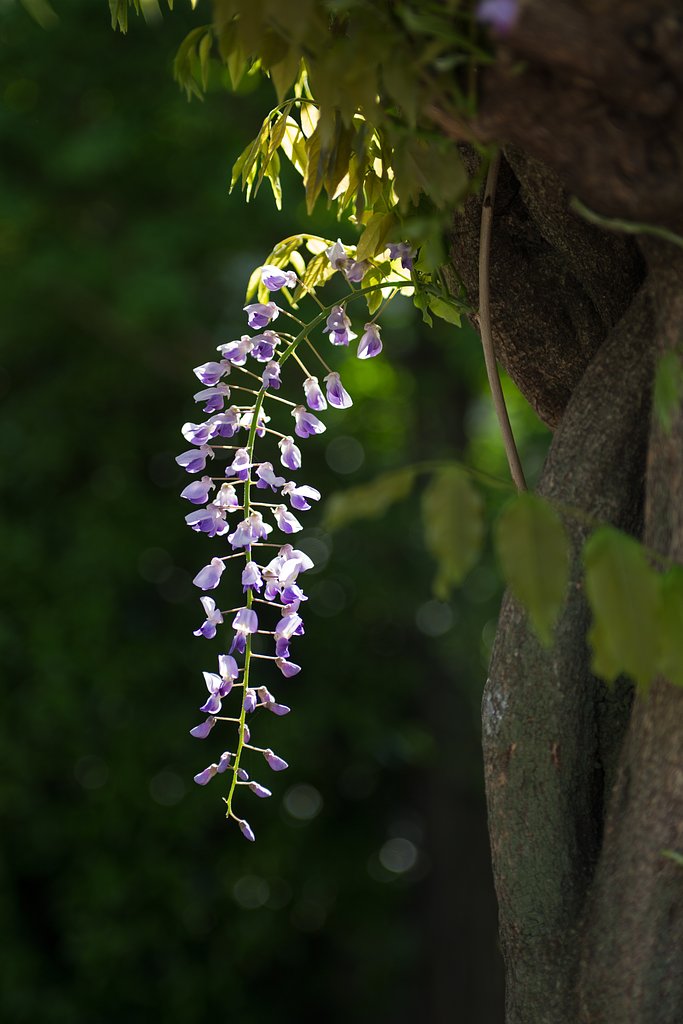 EF28-70mm F2.8 L USM