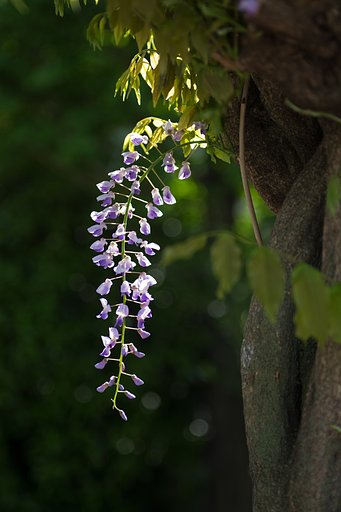 EF28-70mm F2.8 L USM