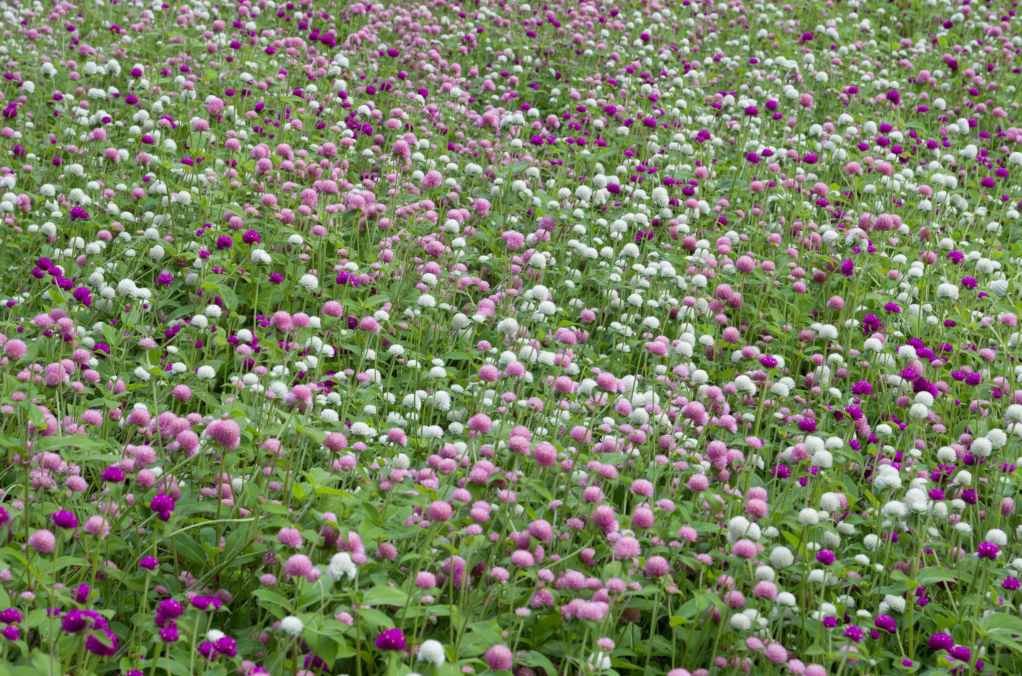 SIGMA 17-70mm F2.8-4 DC MACRO 