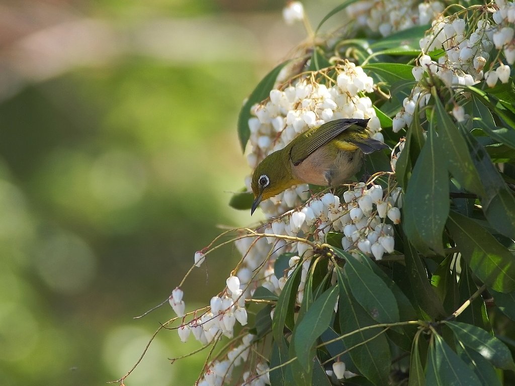 白花への和み