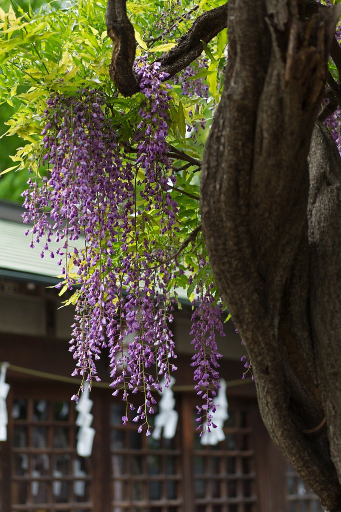 EF28-70mm F2.8 L USM