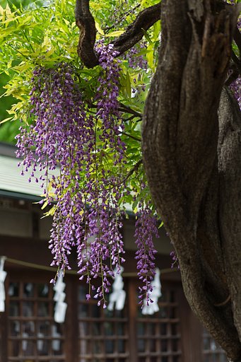 EF28-70mm F2.8 L USM