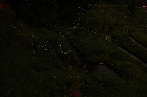 蛍舞う