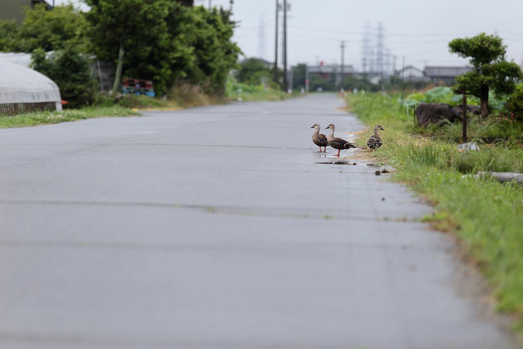 逃亡したのは彼ら