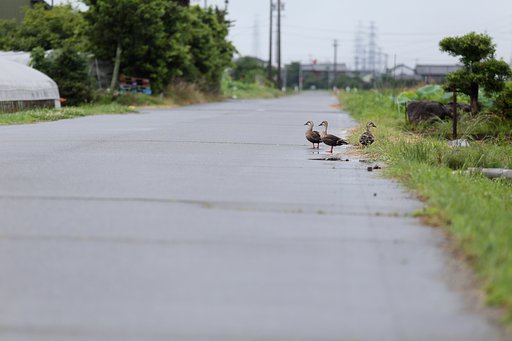 逃亡したのは彼ら