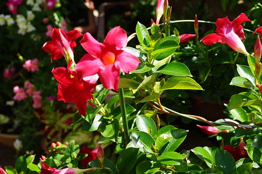 この花なあに？