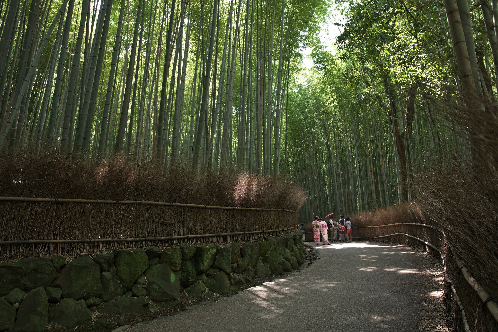 竹林にて